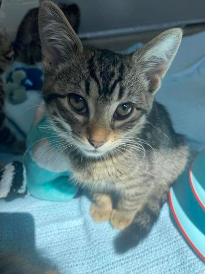Svetlana - Domestic Shorthair/Mix cat available for adoption at Humane Society of Kitchener Waterloo & Stratford Perth in Kitchener