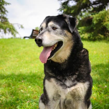 Teddy - Mixed Breed available for adoption
