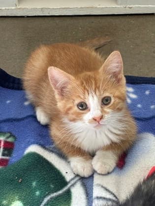 Cherry - Domestic Medium Hair/Mix cat available for adoption in Calgary