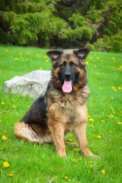 Maple - Mixed Breed available for adoption at Humane Society of Kitchener Waterloo & Stratford Perth in Kitchener