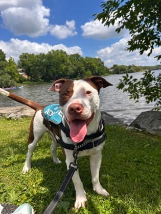 Dumpling - Mixed Breed available for adoption