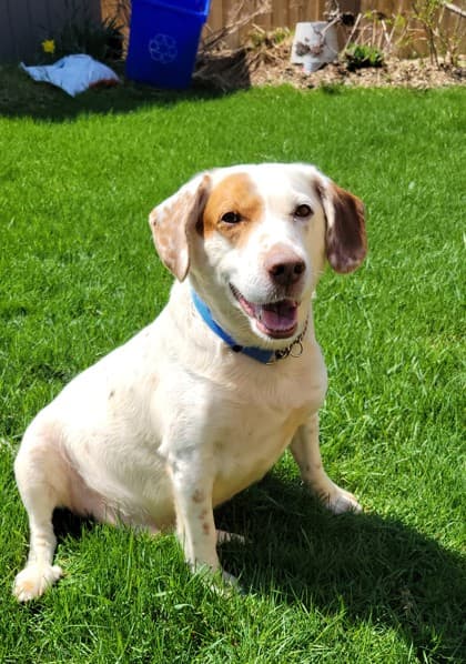 Chauncy - Mixed Breed available for adoption at Humane Society of Kitchener Waterloo & Stratford Perth in Kitchener