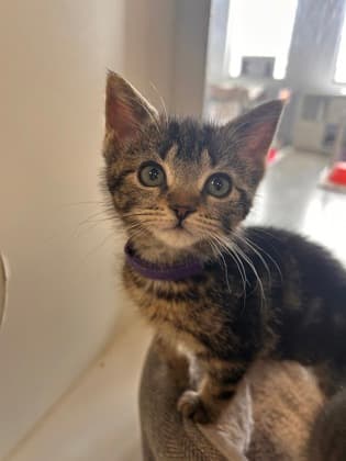 Yzma - Domestic Shorthair/Mix cat available for adoption at Humane Society of Kitchener Waterloo & Stratford Perth in Kitchener