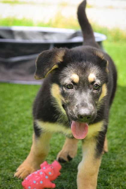 Pam - Mixed Breed available for adoption at Humane Society of Kitchener Waterloo & Stratford Perth in Kitchener