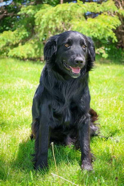 Comet - Mixed Breed available for adoption at Humane Society of Kitchener Waterloo & Stratford Perth in Kitchener