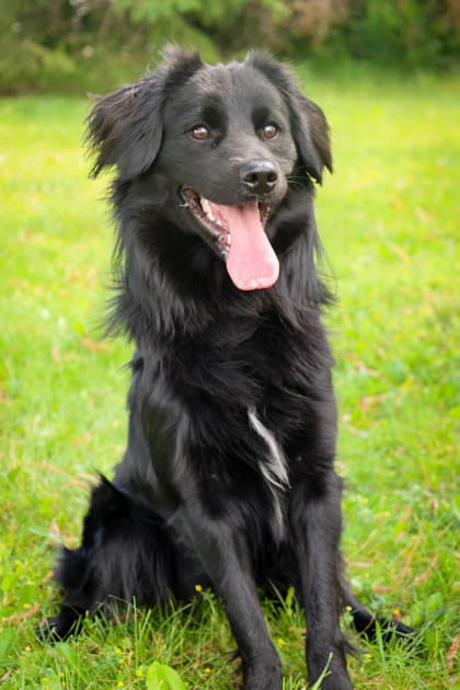 Bernard - Mixed Breed available for adoption at Humane Society of Kitchener Waterloo & Stratford Perth in Kitchener