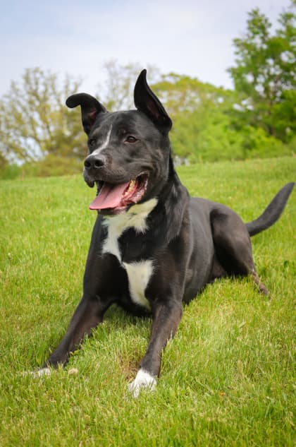 Onyx - Mixed Breed available for adoption at Humane Society of Kitchener Waterloo & Stratford Perth in Kitchener