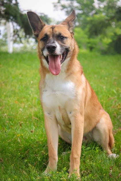 Sunny - Mixed Breed available for adoption at Humane Society of Kitchener Waterloo & Stratford Perth in Kitchener
