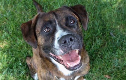 Loki - Mixed Breed available for adoption