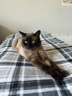 Seamus - Domestic Shorthair Mix cat available for adoption at Nova Scotia SPCA in Halifax