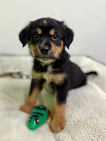 Slinky - Rottweiler Mix available for adoption