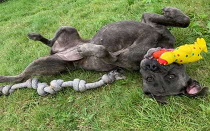 Stacy - Cane Corso Mix available for adoption