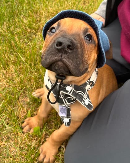 Banana - Mastiff Mix available for adoption at Nova Scotia SPCA in Halifax
