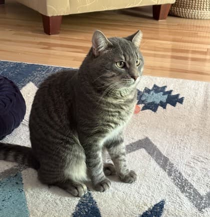 George - Domestic Shorthair Mix cat available for adoption at Nova Scotia SPCA in Halifax