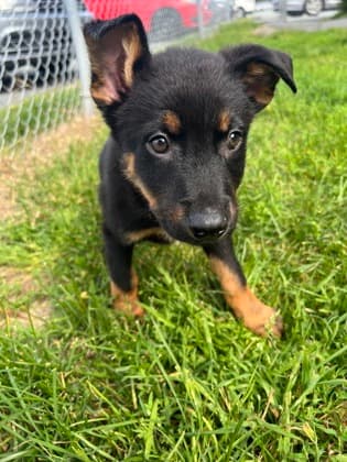 Emperor Zurg - Rottweiler Mix available for adoption