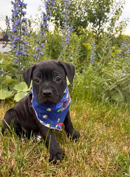 PeeWee - Mastiff Mix available for adoption at Nova Scotia SPCA in Halifax