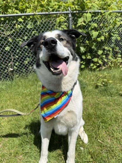 Oliver - Saint Bernard Mix available for adoption