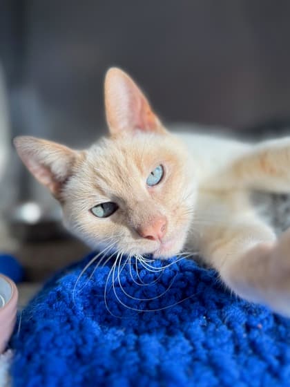 Creamsicle - Domestic Shorthair Mix available for adoption