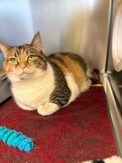 Bella - Domestic Shorthair Mix available for adoption