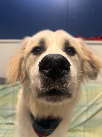 Charlie - Great Pyrenees Mix available for adoption at Nova Scotia SPCA in Halifax