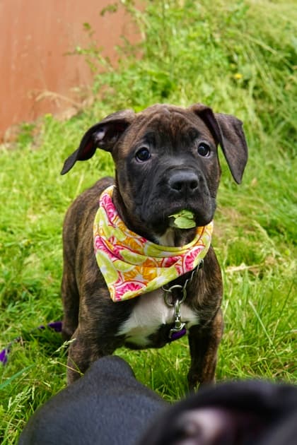 Melon - Mastiff Mix available for adoption