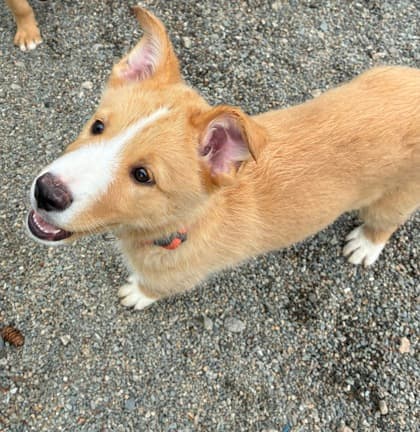 Buttercream - Siberian Husky / Terrier, Pit Bull available for adoption