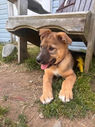 Icing - Siberian Husky / Terrier, Pit Bull available for adoption at Nova Scotia SPCA in Halifax