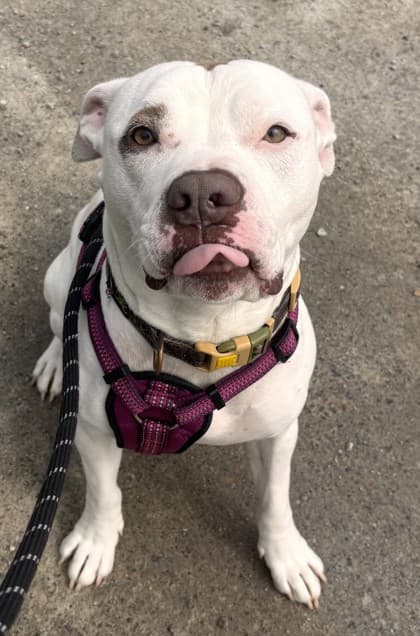 Opie - Terrier, Pit Bull Mix available for adoption