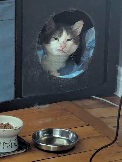 Virgil - Domestic Shorthair Mix cat available for adoption at Nova Scotia SPCA in Halifax