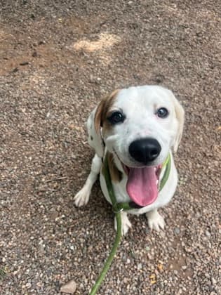 Trey - Beagle Mix available for adoption