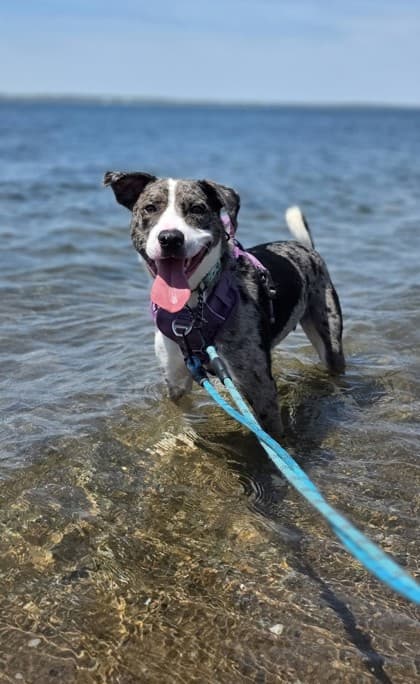 Thriller - Catahoula Leopard dog Mix available for adoption at Nova Scotia SPCA in Halifax