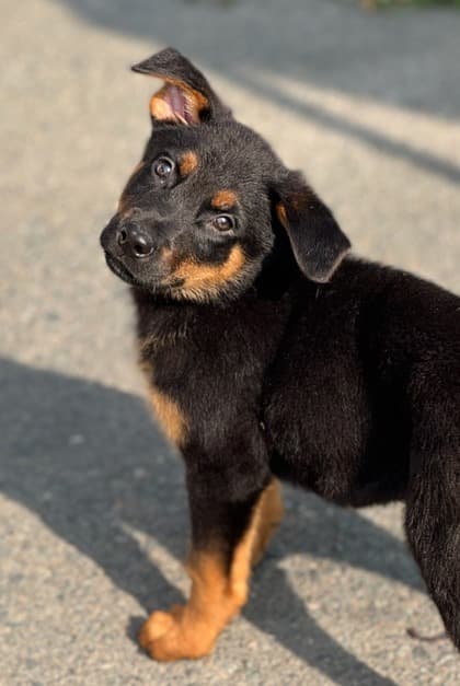 Hamm - Rottweiler Mix available for adoption