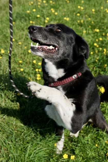 Sasha - Retriever, Labrador Mix available for adoption at Nova Scotia SPCA in Halifax