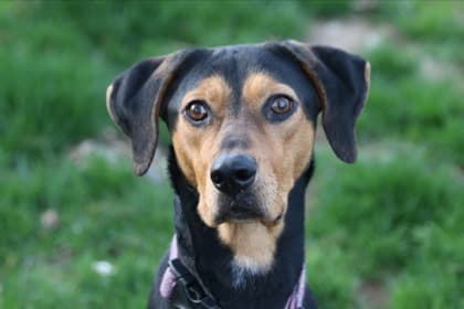 Dakota - Hound Mix available for adoption at Nova Scotia SPCA in Halifax