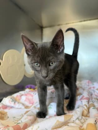 Barney - Domestic Shorthair Mix cat available for adoption at Nova Scotia SPCA in Halifax
