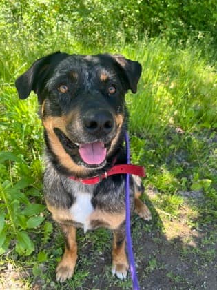Olive - Rottweiler / Australian Shepherd available for adoption at Nova Scotia SPCA in Halifax