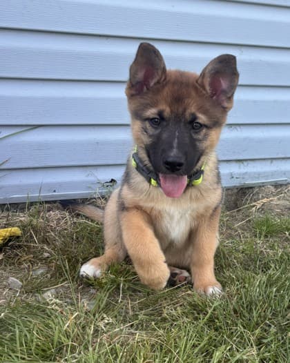 Sprinkles - Siberian Husky / Terrier, Pit Bull available for adoption at Nova Scotia SPCA in Halifax