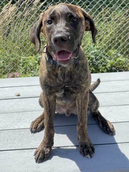 Bean - Cane Corso / Mastiff available for adoption