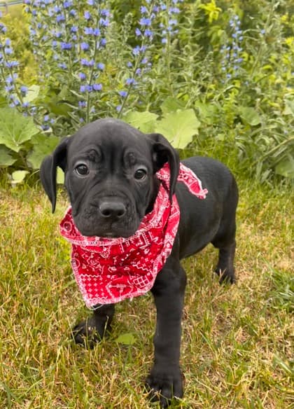 Dragon - Mastiff Mix available for adoption at Nova Scotia SPCA in Halifax