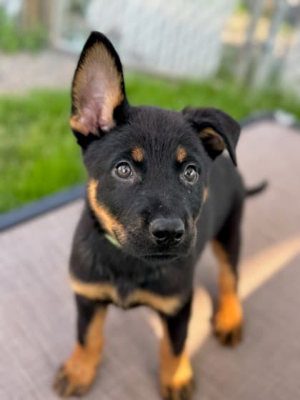 Mr. Potato Head - Rottweiler Mix available for adoption