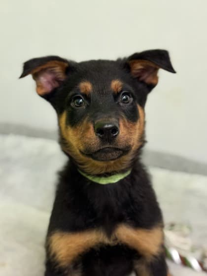 Buzz - Rottweiler Mix available for adoption