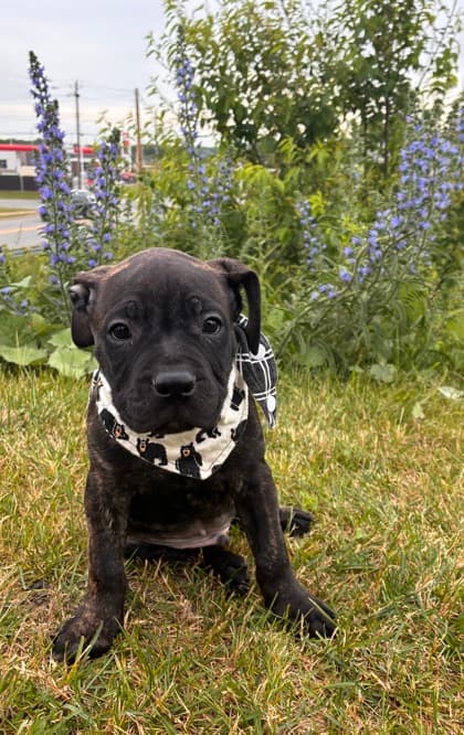 Kumquat - Mastiff Mix available for adoption at Nova Scotia SPCA in Halifax