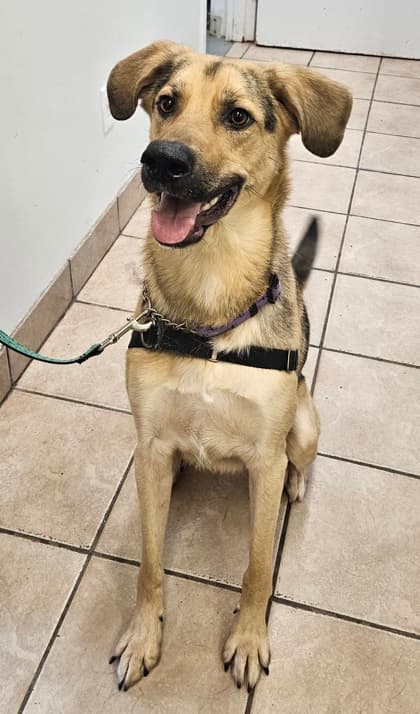 Oakley - Shepherd Mix available for adoption at Nova Scotia SPCA in Halifax