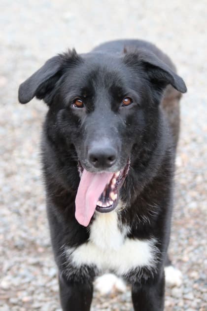 Norman - Great Pyrenees / German Shepherd available for adoption