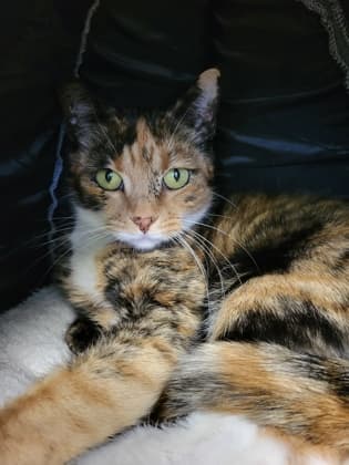 Lily Loo - Domestic Shorthair Mix cat available for adoption at Nova Scotia SPCA in Halifax