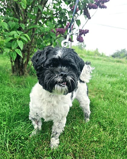 Charlie - Shih Tzu Mix available for adoption at Nova Scotia SPCA in Halifax