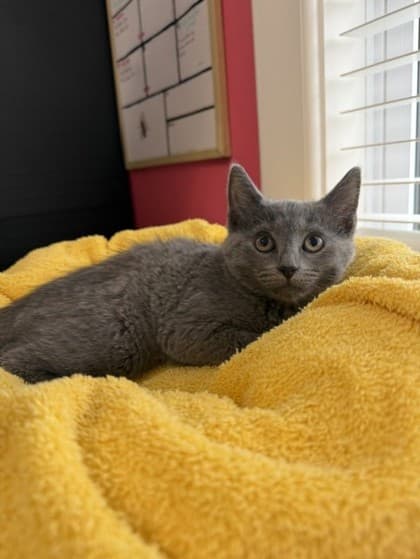 Captain Crunch - Domestic Shorthair Mix available for adoption