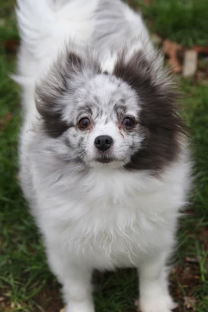 Sprinkles - Pomeranian Mix available for adoption at Nova Scotia SPCA in Halifax