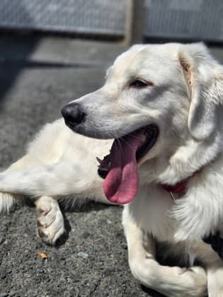 Peaches - Great Pyrenees Mix available for adoption