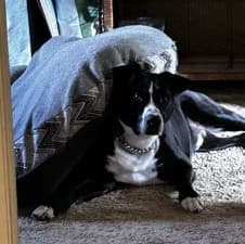 Buddy - Terrier, American Staffordshire Mix available for adoption
